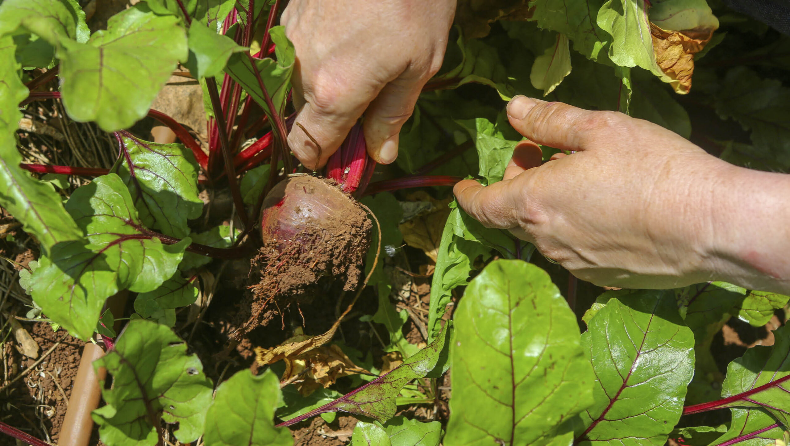 The fertiliser you use will depend on what your soil needs.